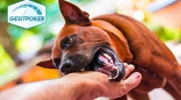 5 Langkah Penanganan Luka Gigitan Anjing