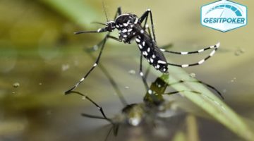 4 Tips Mencegah Rumah Menjadi Sarang Nyamuk