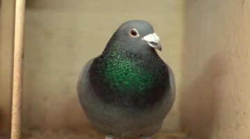 10 Burung Termahal di Dunia Ini Punya Warna yang Menakjubkan!