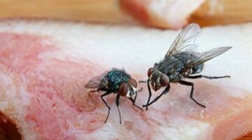Penyakit Serius yang Disebarkan Serangga
