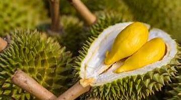 12 Cara Memilih Durian yang Bagus dan Manis, Perhatikan Duri dan Batangnya