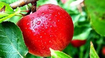 Cara Menyimpan Buah Apel Agar Tetap Segar dan Tahan Lama